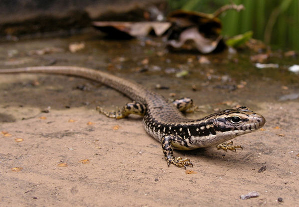 Eastern Water Skink | Eulamprus quoyii photo