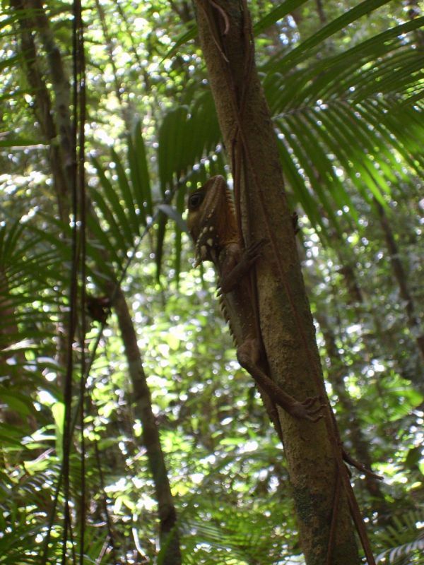 Boyd's Forest Dragon | Hypsilurus boydii photo