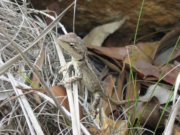 Nobbi Dragon | Amphibolurus nobbi photo