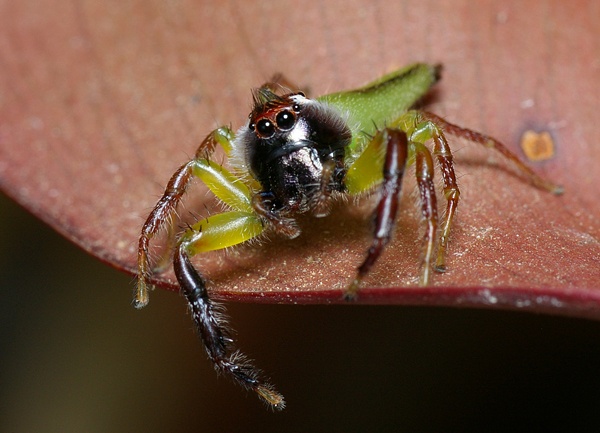 Green Jumping Spider: The Mopsus Mormon Care Guide!