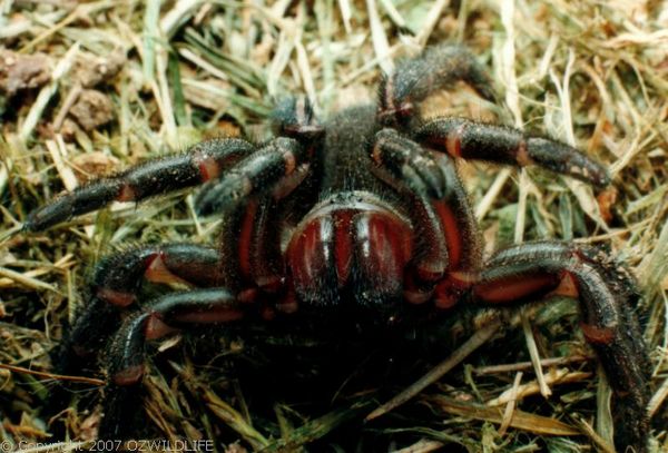 Golden Trapdoor Spider | Arbanitis sp photo