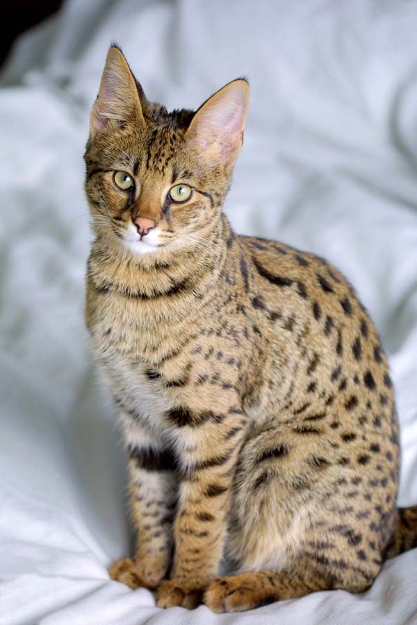 Savannah Cat | Cat Breed