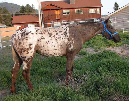 Appaloosa | pictures and information