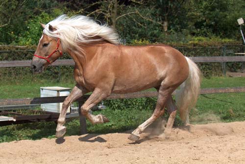 Haflinger Horse | pictures and information