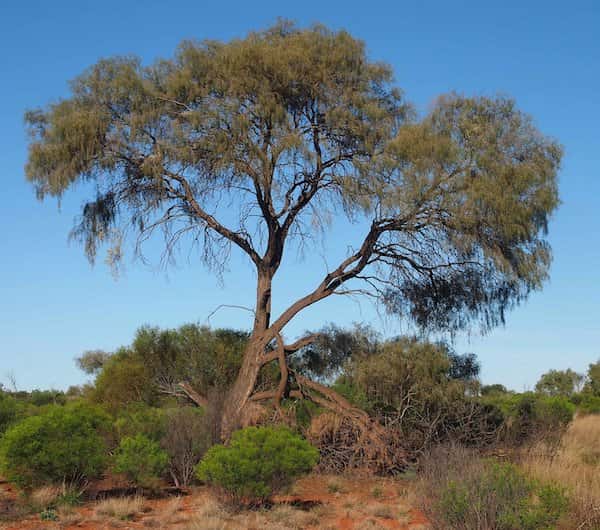 Acacia estrophiolata - Ironwood