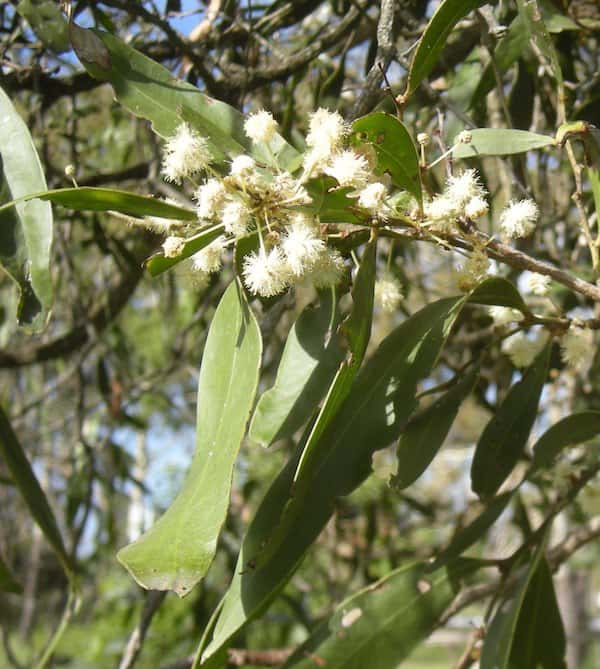 Acacia fasciculifera - Scrub Ironbark