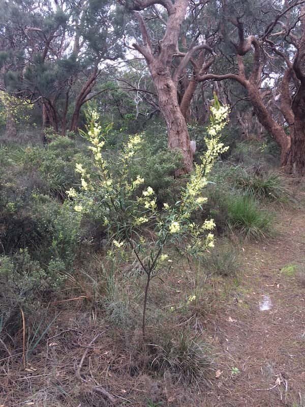 Acacia nervosa - Rib Wattle