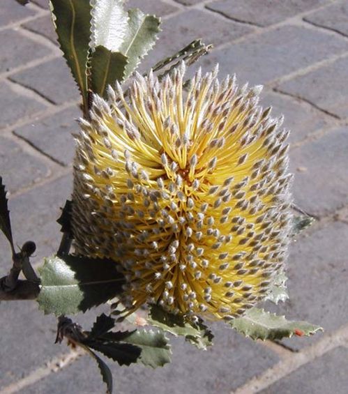 Banksia ornata - Desert Banksia