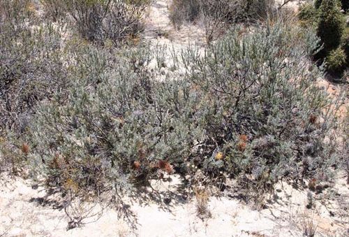 Banksia violacea - Violet Banksia