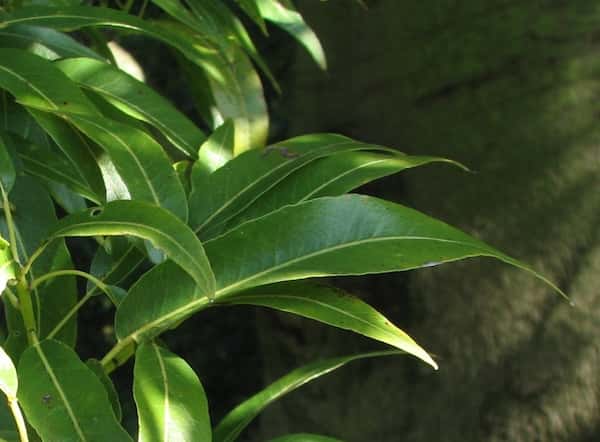 Brachychiton Rupestris - Bottle Tree