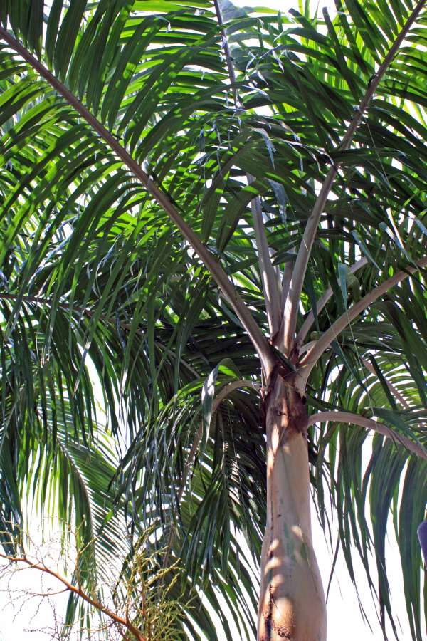 Carpentaria acuminata - Carpentaria Palm