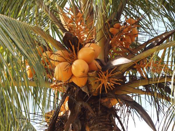 Cocos nucifera - Coconut Palm