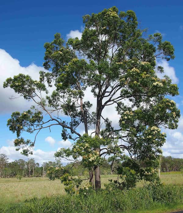 Corymbia intermedia - Pink Bloodwood