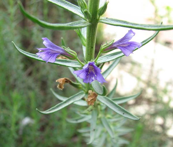 Eremophila macdonnellii - MacDonnells Desert Fuchsia