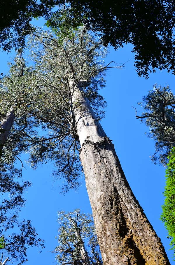 Eucalyptus Regnans Mountain Ash