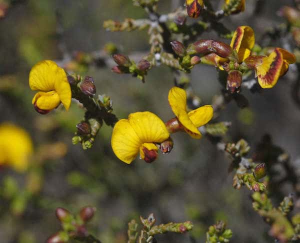 Eutaxia microphylla - Common Eutaxia