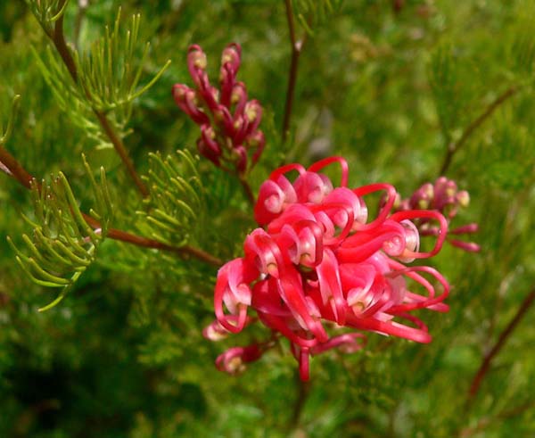 Grevillea fililoba - Australian Native Plants