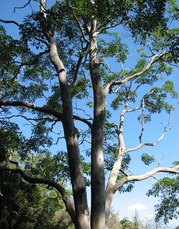 Hymenosporum flavum - Native Frangipani