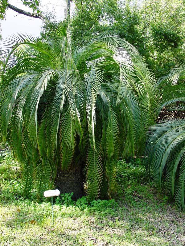 Macrozamia moorei - Moore's Cycad