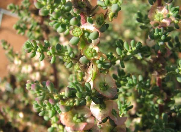 Maireana brevifolia - Small-leaved Blue-bush