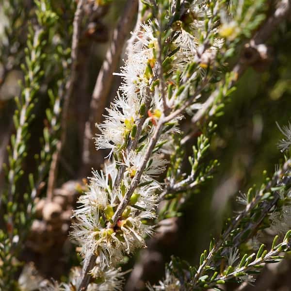 Melaleuca Brevifolia - Mallee Honey-myrtle