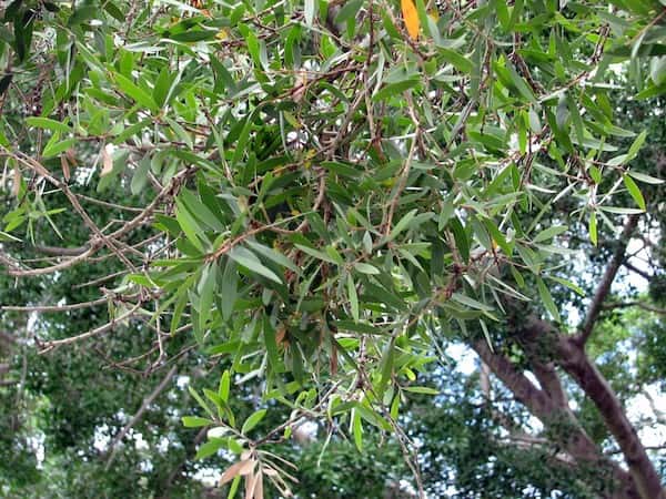 melaleuca-leucadendra-weeping-paperbark