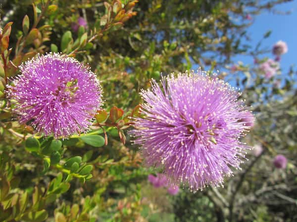 Melaleuca nesophila - Showy Honey-myrtle