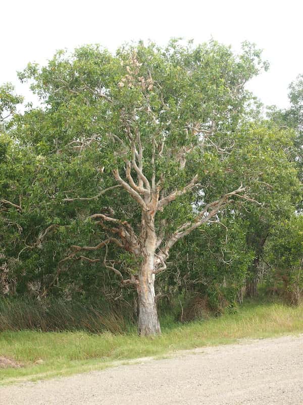 melaleuca-viridiflora-broad-leaved-paperbark