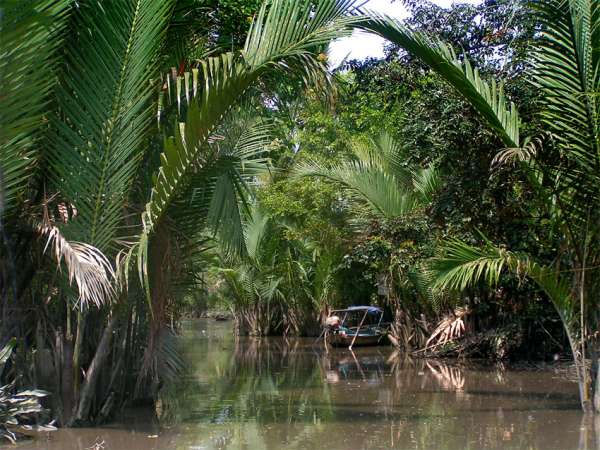 Nypa fruticans - Mangrove Palm