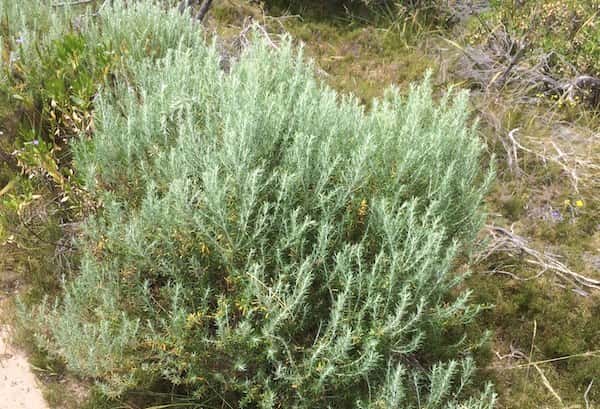 Olearia axillaris - Coastal Daisy Bush