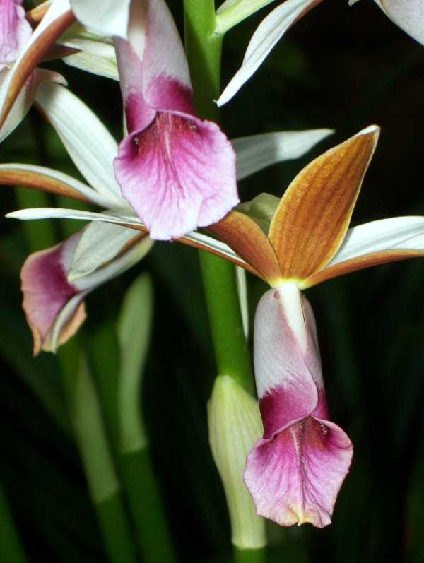 Phaius australis - Lesser Swamp Orchid