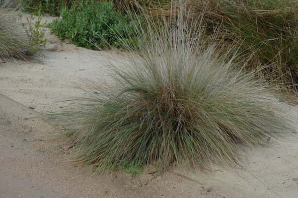 Poa poiformis - Blue Tussock Grass