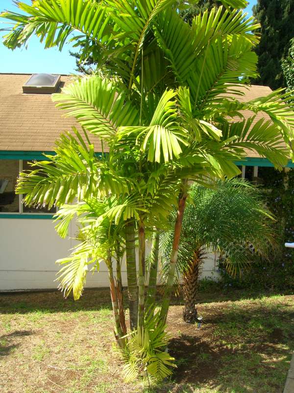 Ptychosperma macarthurii - MacArthur Palm