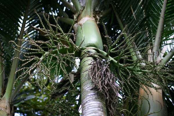Rhopalostylis baueri - Norfolk Island Palm
