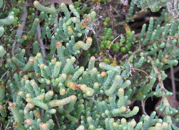 Tecticornia pergranulata - Blackseed Samphire