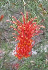 Australian Plants - Grevillea